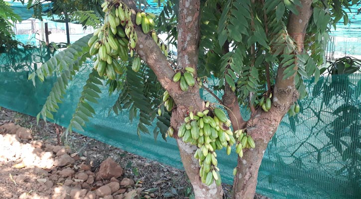 বিলিম্বি গাছে ফল এসেছে/ ছবি: বাংলানিউজ