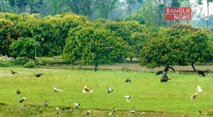 গাছে গাছে লিচুর সোনালি মুকুল। ছবি: বাংলানিউজ