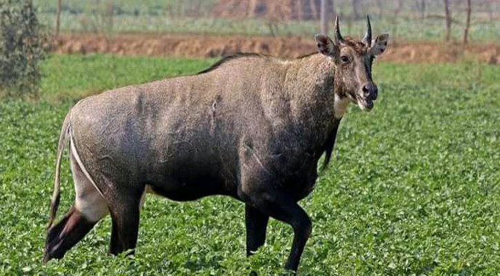 সীমান্ত পেরিয়ে আসার পর হার্ট অ্যাটাকে নীলগাইয়ের মৃত্যু