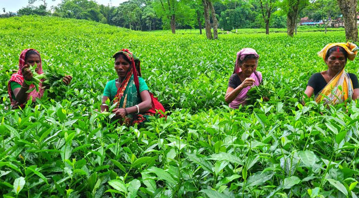 বাংলাদেশ চা বোর্ডে চাকরি, বেতন ২৫০০০