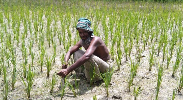 পানি নেই মাঠে, নষ্ট হচ্ছে বীজতলা 