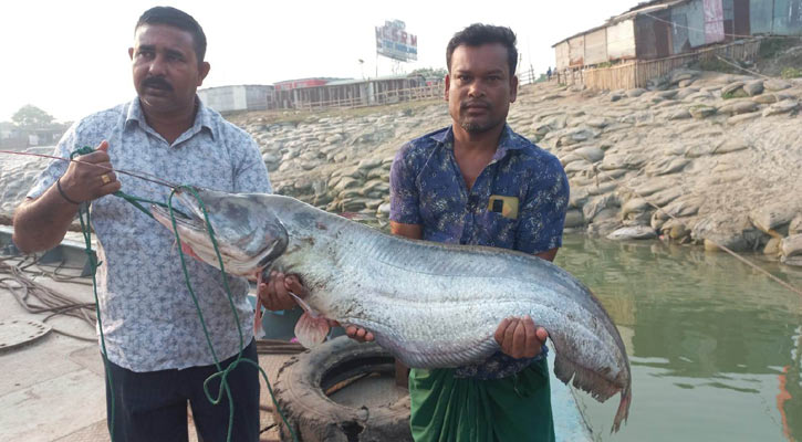 এক বোয়ালের দাম সাড়ে ৪৫ হাজার