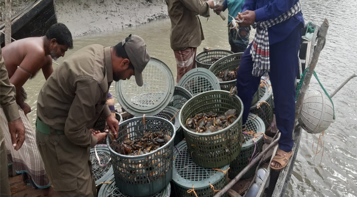 সুন্দরবনে ১৫ মণ কাঁকড়া অবমুক্ত, আটক ২৬ জেলে 