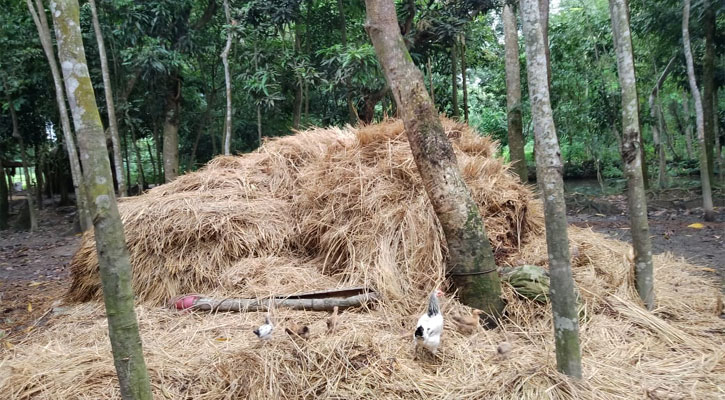 খড়ের গাদায় চাপা পড়ে দুই ছেলেসহ মায়ের মৃত্যু