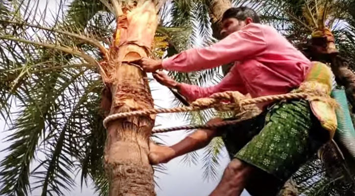 পশ্চিমবঙ্গে চাহিদা অনুযায়ী মিলছে না খেজুর রস, পাওয়া যাচ্ছে না ভালো গুড়ও