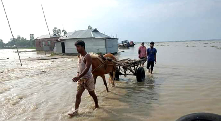 গাইবান্ধায় বন্যায় তলিয়ে গেছে আড়াই হাজার হেক্টর জমির ফসল