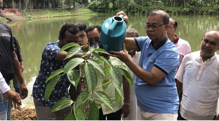 ফেনীতে ৫০ হাজার গাছ লাগিয়ে বৃক্ষরোপণ মহোৎসব 