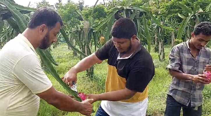 ফেনীতে আবাদ বেড়েছে বিদেশি ফল ড্রাগনের