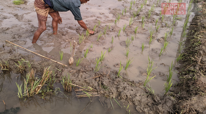 বন্যায় মৌলভীবাজারে কৃষিতে ক্ষতি ২০৫ কোটি টাকা