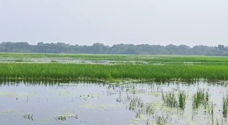 প্রভাবশালীদের দখলে খাল, হুমকির মুখে ১৬০০ বিঘা জমির ফসল