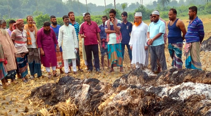 ঝিনাইদহে আড়াই বিঘা পাকা ধানে আগুন দিল দুর্বৃত্তরা