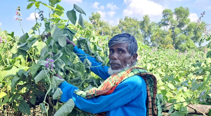কৃষকের ৫০ শতক জমির শিম গাছ কেটে দিল দুর্বৃত্তরা