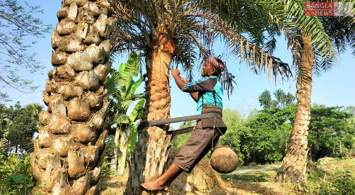 বগুড়ায় খেজুর রস সংগ্রহে ব্যস্ত গাছিরা