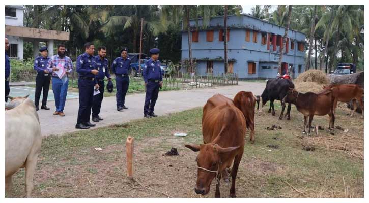 আমতলীতে পুলিশের অভিযানে ১৪ চোরাই গরু উদ্ধার