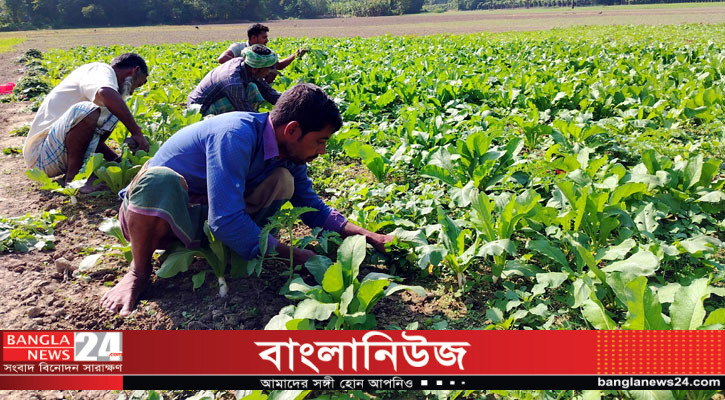 শীতকালীন ফসল নিয়ে ব্যস্ত সময় পার করছেন মাদারীপুরের কৃষক