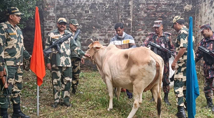 পতাকা বৈঠক করে গরু ফেরত নিল ভারত