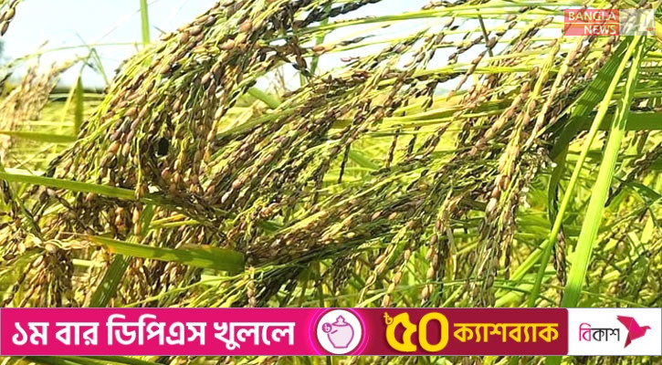 কদর বাড়ছে জিআই নিবন্ধিত ‘জামাই আদর চাল’ তুলশীমালার