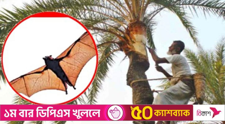 চলতি বছর নিপাহ ভাইরাসে আক্রান্ত পাঁচজনই মারা গেছেন