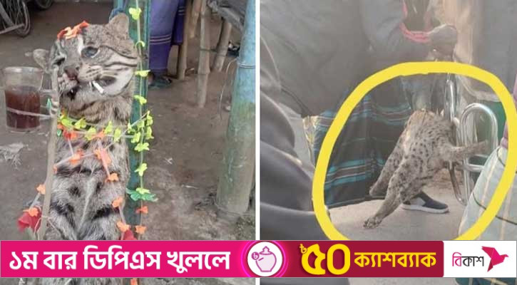 কালীগঞ্জে মেছো বিড়াল হত্যার অভিযোগে যুবক গ্রেপ্তার