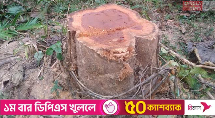 লাউয়াছড়ায় সেগুন গাছ চুরি, বনকর্মীদের সম্পৃক্ততার অভিযোগ