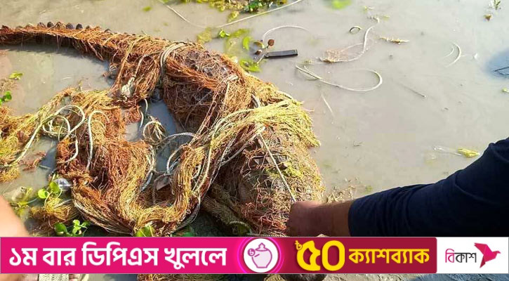 পদ্মায় জেলের জালে আটকা পড়ল কুমির