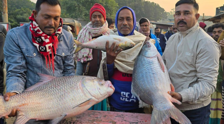 এক কাতল বিক্রি হলো ২১ হাজার টাকায়