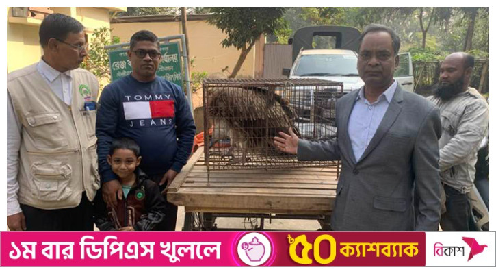 ধানক্ষেতে পড়েছিল আহত হিয়ালয়ান ‘গৃধিনী শকুন’