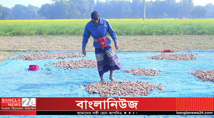 পেঁয়াজ আমদানির কারণে লোকসানে স্থানীয় চাষিরা