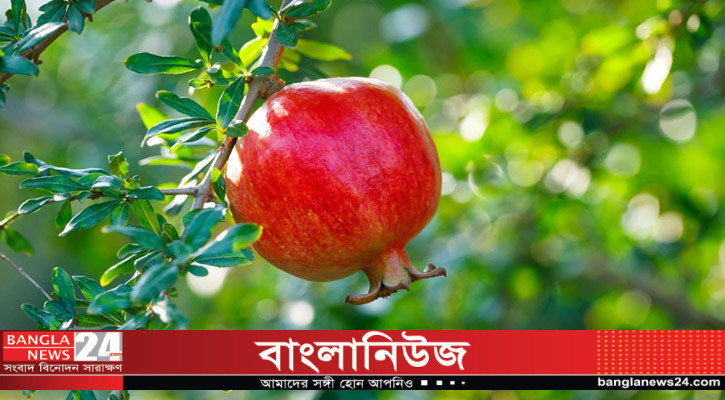 কোরআনে ডালিম প্রসঙ্গে যা বলা হয়েছে