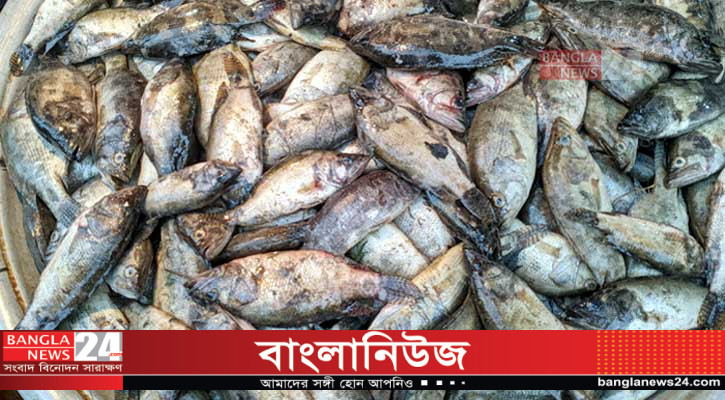 প্রকৃতি থেকে হারিয়ে যাচ্ছে ‘ভেদা মাছ’