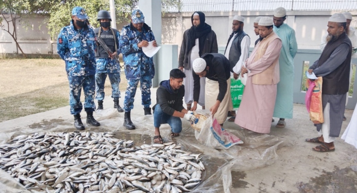 হাইমচর চরভৈরবী থেকে ৫০০ কেজি জাটকা জব্দ