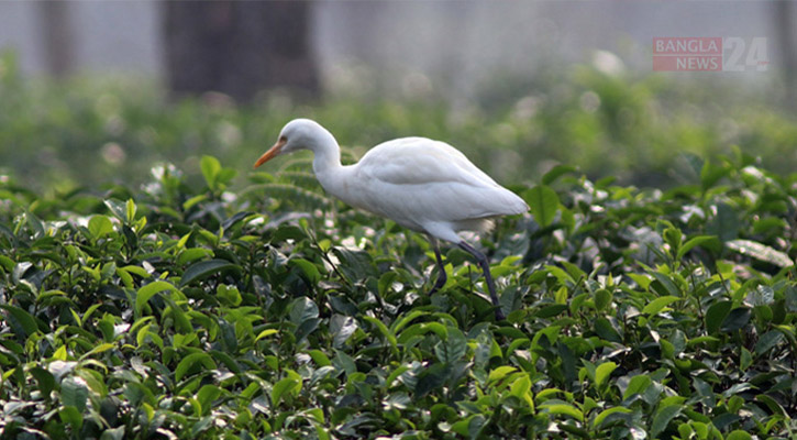 চা বাগানে বিলের পাখি 