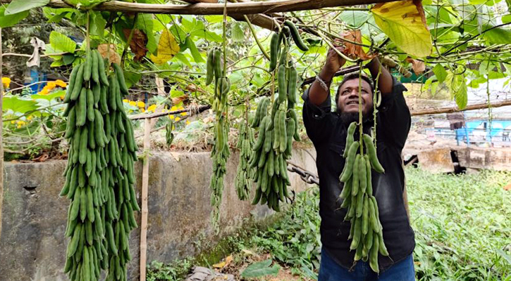 থোকায় থোকায় শিম, নজর কাড়ছে সবার