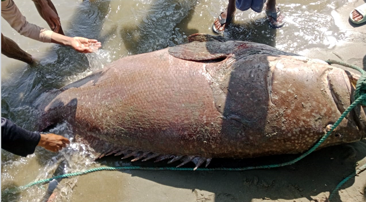 টেকনাফে ধরা পড়ল ১৯৪ কেজি ওজনের ভোল মাছ