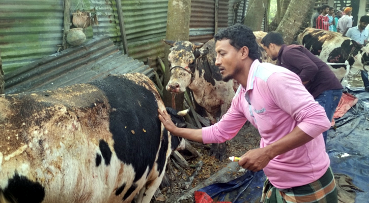 খামারিকে আটকে গোয়াল ঘরে আগুন, আট গরু দগ্ধ, মারা গেছে এক