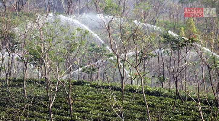 চা বাগানে তীব্র খরা মোকাবিলায় চলছে ‘ইরিগেশন’