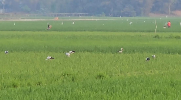 ত্রিপুরায় দেখা মিলল ৫৯ প্রজাতির পরিযায়ী পাখি