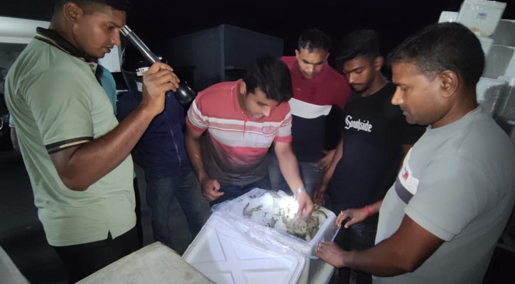 সাতক্ষীরায় জেলি মিশ্রিত ৩০০ কেজি চিংড়ি জব্দ, ৫ জনকে জরিমানা