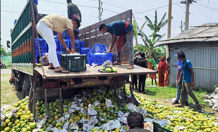 সাতক্ষীরায় ট্রাক ভর্তি অপরিপক্ব আম জব্দ