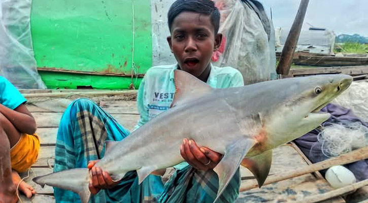 বাবুগঞ্জে জেলের জালে ১০ কেজি ওজনের হাঙর