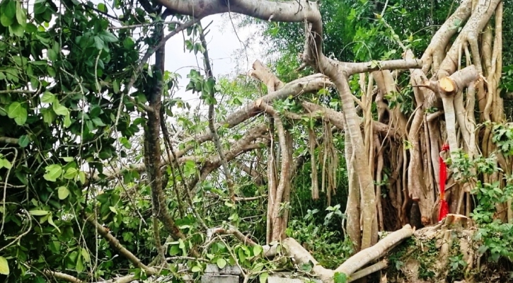 শতবর্ষী নয়, সেই বটগাছের বয়স ৩৫: তদন্ত রিপোর্ট