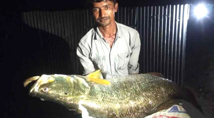 এক কোরাল বিক্রি হলো ২৬ হাজার ৫০০ টাকায়