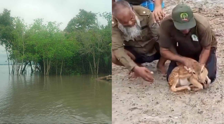বাগেরহাটে সুন্দরবন প্লাবিত, ভেসে যাওয়া হরিণ উদ্ধার
