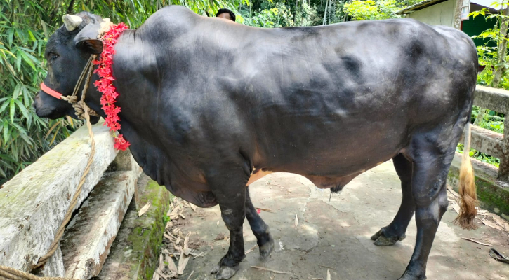 আলোচনায় বাকেরগঞ্জের দানব আকৃতির ‘কালো মানিক’