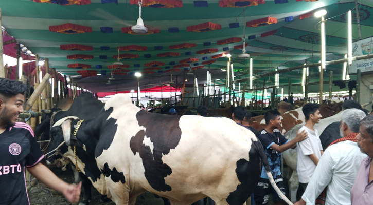 গাবতলীর হাটে বড়-মাঝারি গরু বেশি, দর্শনার্থী বেশি ক্রেতা কম