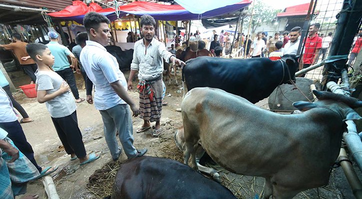 বৃষ্টি-কাদায় জমজমাট রাজধানীর পশুর হাট, চলছে দর কষাকষি 
