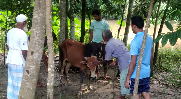 বরগুনায় কোরবানি দিতে আহত ১৬ জন
