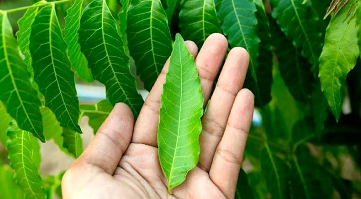 নিমপাতা খেলে শরীরে কী ঘটে, জানেন?