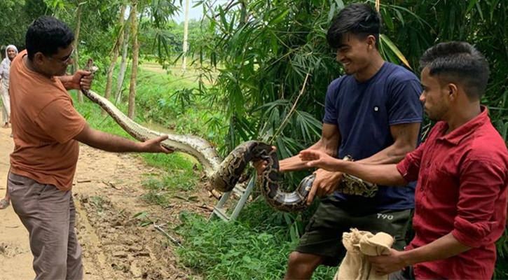 শ্রীমঙ্গলে বাঁশঝাড় থেকে অজগর উদ্ধার