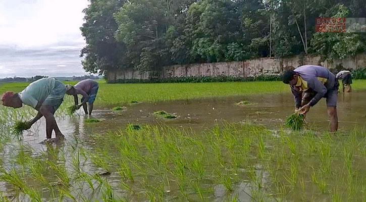 কাঁদাময় জমিতে স্বপ্নের বীজ বুনছেন কৃষকেরা